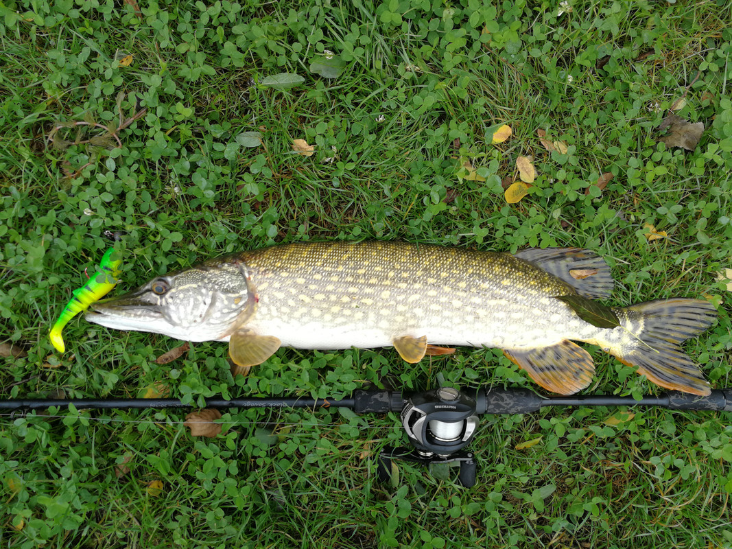 Štuka 5 - 18. 8.2020. 70cm