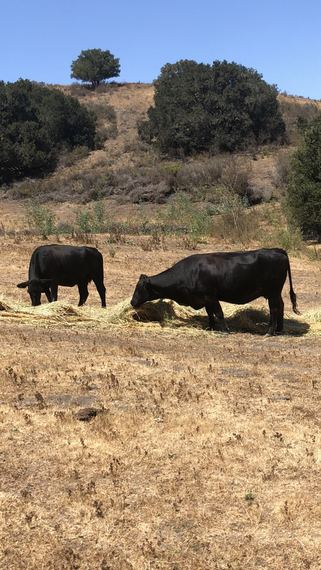 78B8AA81-B866-4E78-B05B-3C6259A9BF2A