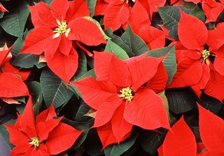 Poinsettia.jpg