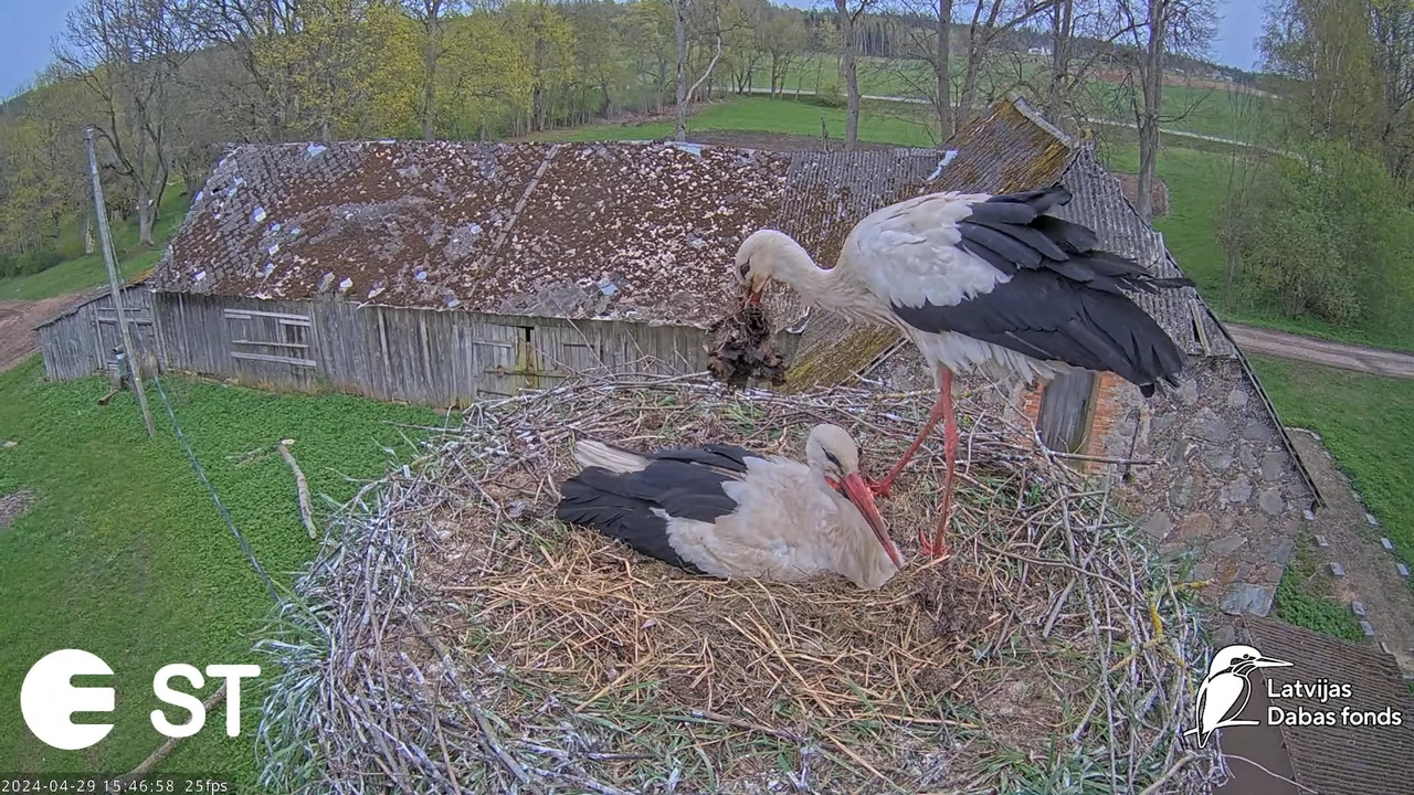 Baltie stārķi (Ciconia ciconia) Tukuma novadā - LDF tiešraide __ White storks in Tukums, Latvia 12-0