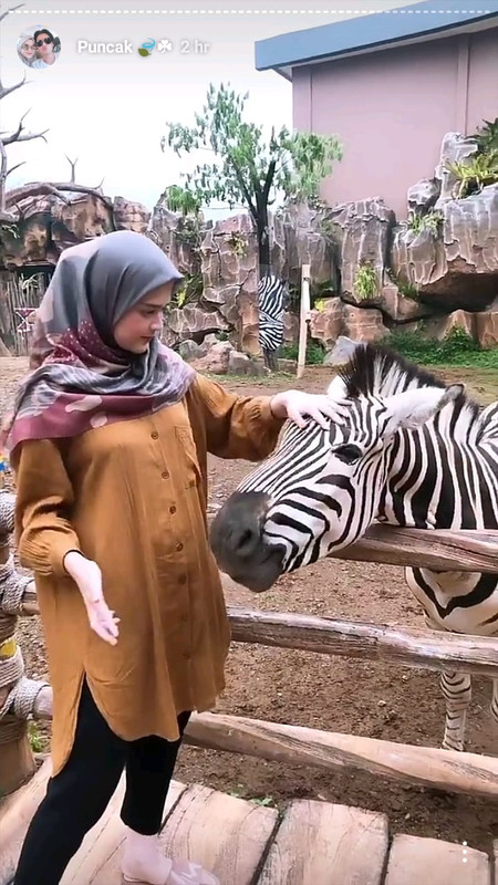 Cut Meyriska saat memberi makan zebra di Taman Safari.