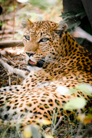 Moremi: la joya de la corona, donde te emocionarás a cada instante. - Botswana y Cataratas Victoria: la esencia de África y maravilla natural (17)