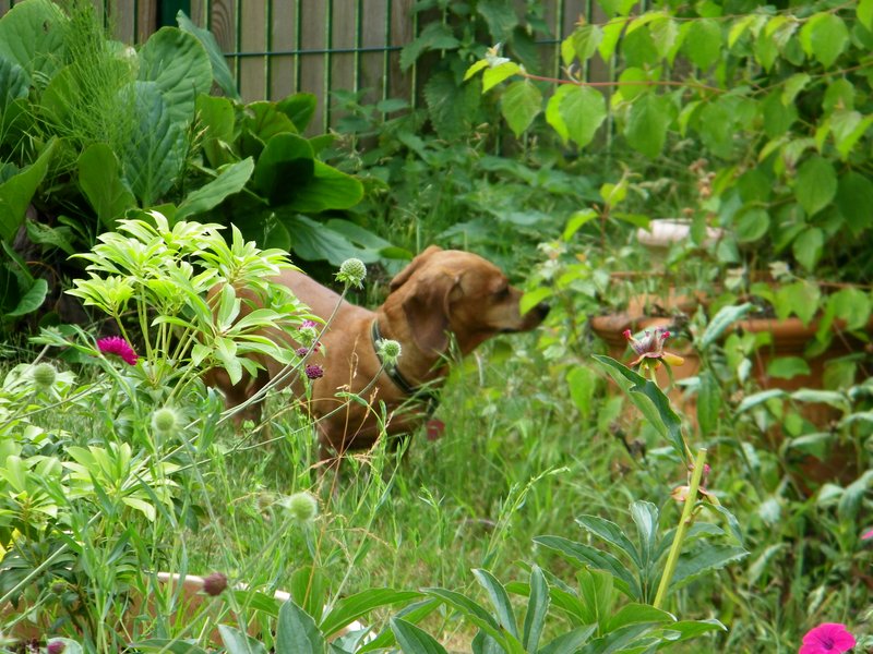 [Image: 201-2909.jpg]