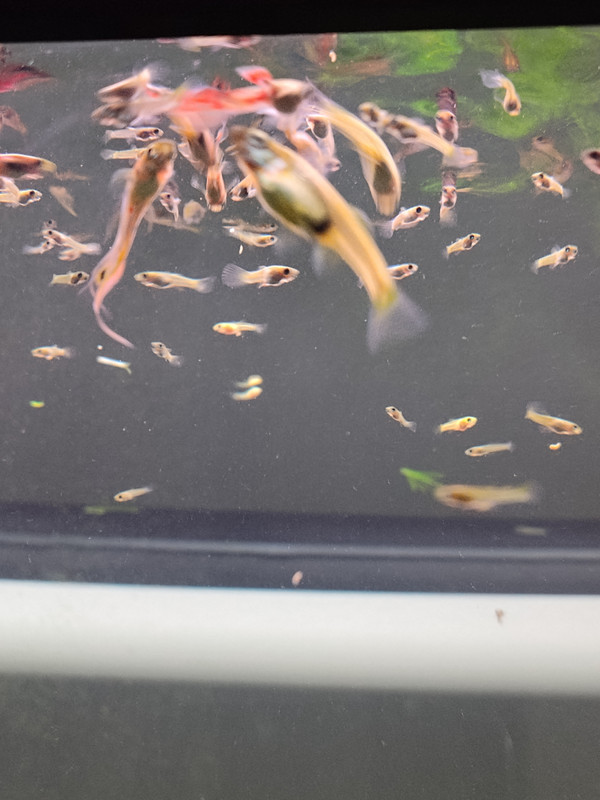 IMG_20251010_174527727