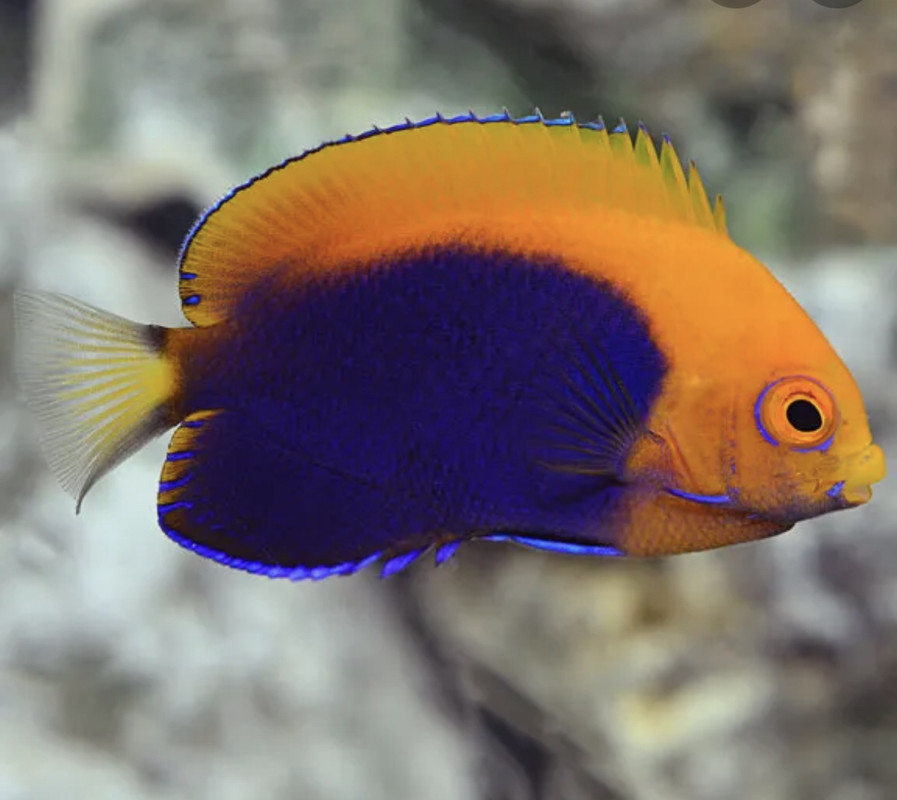 33729DE9-4DF6-4AE5-A888-52668BDBE736