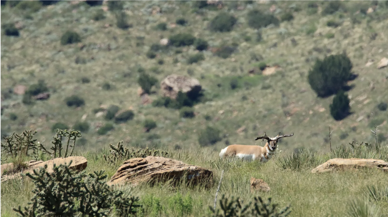 Screen Shot 2024-06-20 at 8.43.37 PM