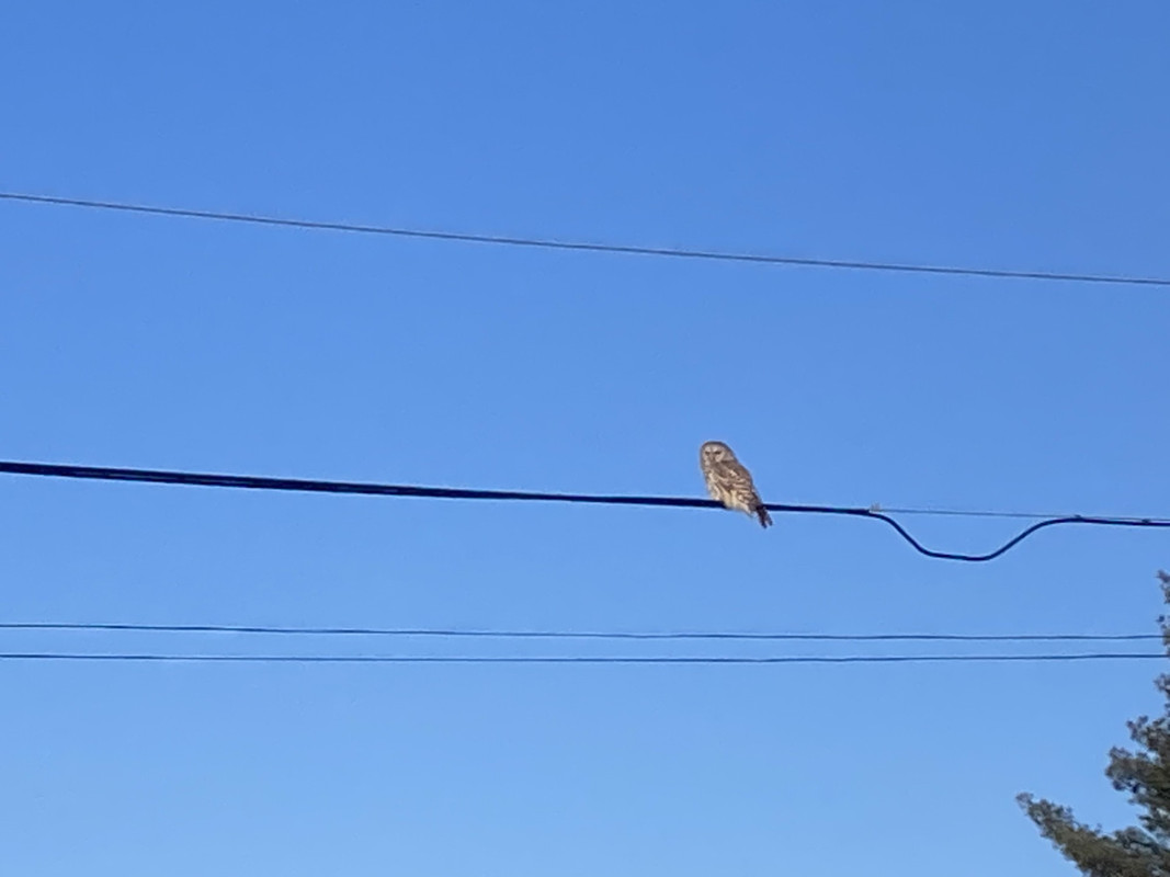 Barred owl