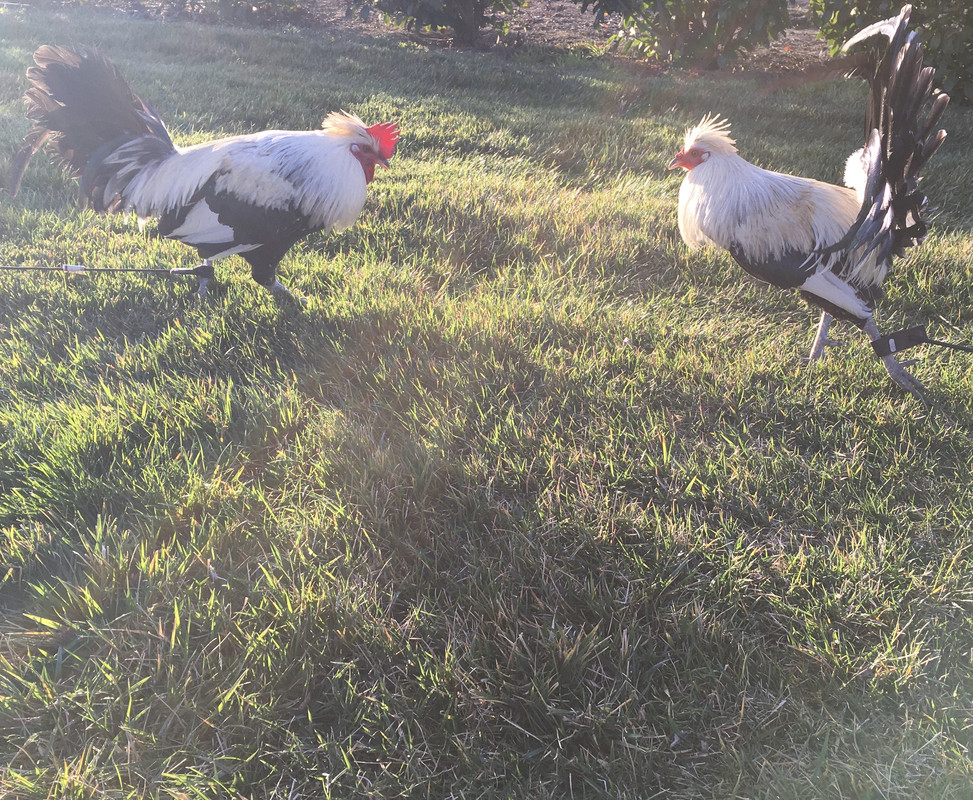 F5F9C45B-135E-4AA3-9BF2-EE9986647A45