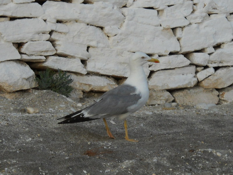 Slika