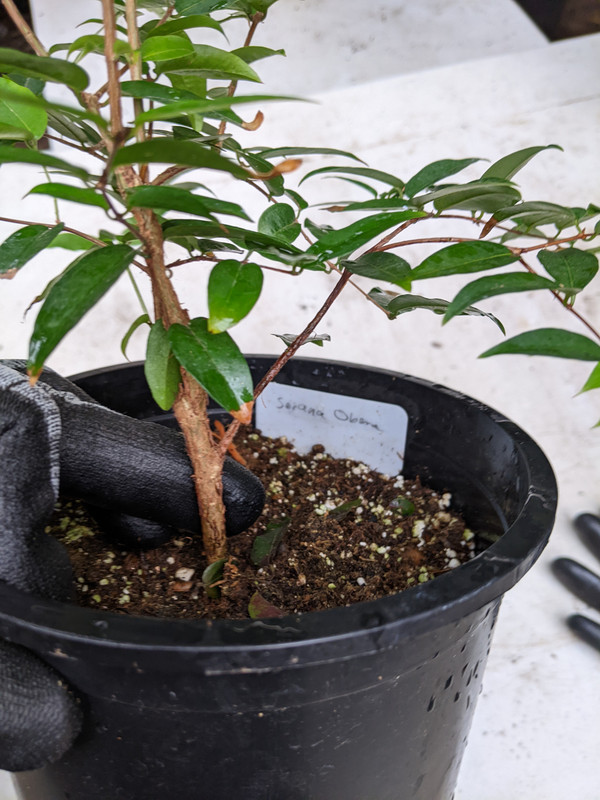 PXL_20230617_185345777