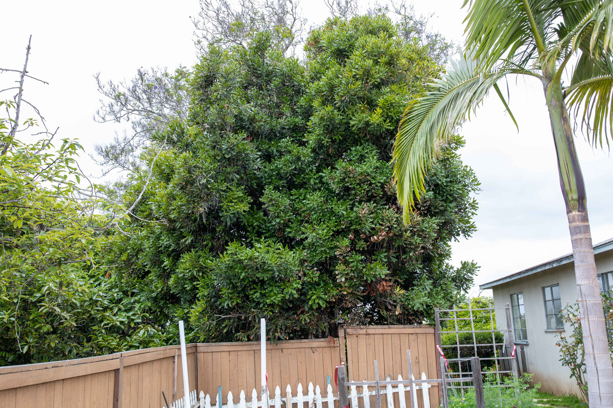 8U1A9919  Linda Macadamia Tree at Clausens, Mother Tree (5-25-2019)