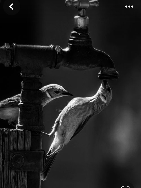 Screenshot_20231209_121136_Pinterest