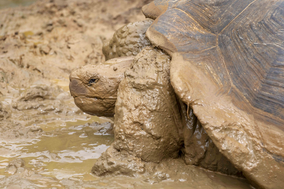 120A4996 Tortuga Mud Bath