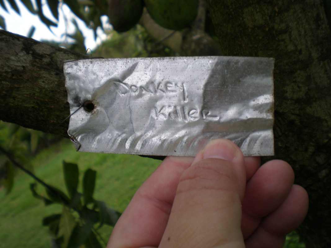 Fruit and Spice Park - Mango (201)