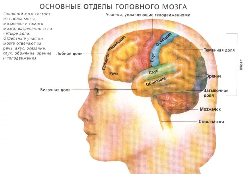 зоны мозга