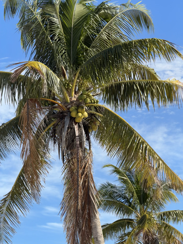 [Image: Sanibel-Light-House16.png]