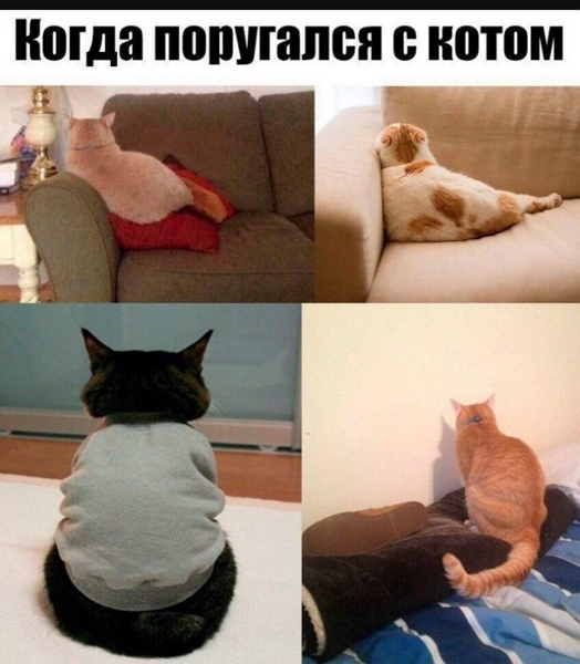 memy-pro-kotov-4-750x858-jpg1.jpg
