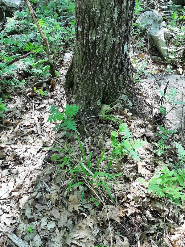 Turkey hunting Rattler