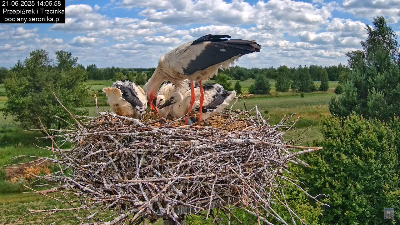 21062025bociany25