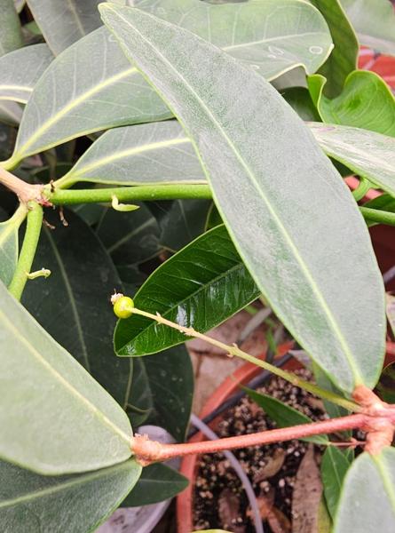 Fruit 3