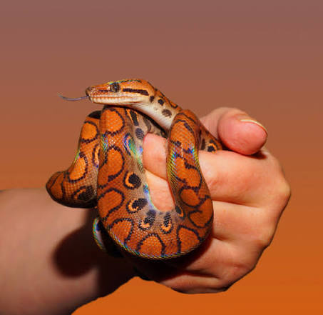 snake in dream meaning