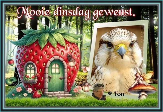 www.krabbelplaatjes.com