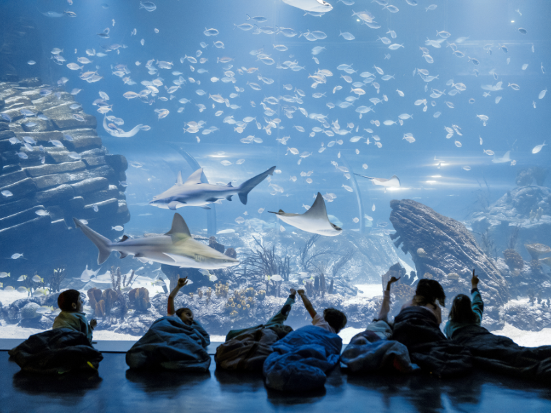 Foto cedida por Atlantis Aquarium