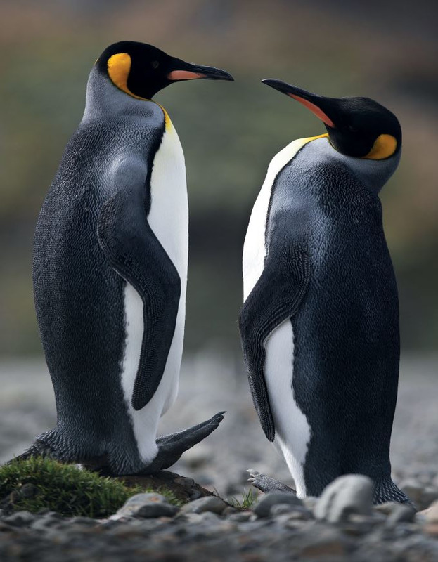 FOTO Cult Giu-Lug 2022 (6)