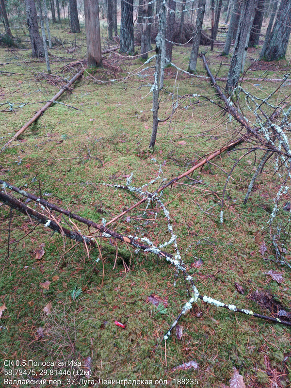 SK 0 5 Polosataa Iza 07112025 110828