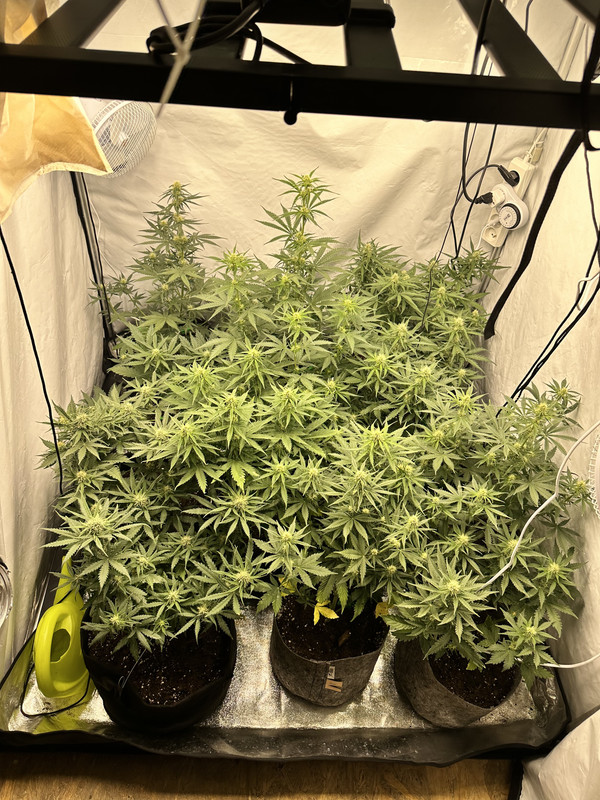 F7E968A5-BD16-4674-9E16-E5A77508EE5A