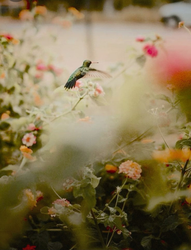 Screenshot_20240617_221030_Pinterest