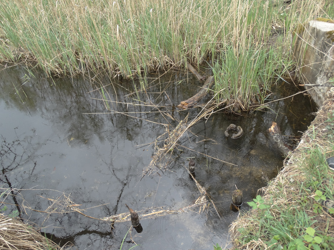 06.24 - DSC09389 (Czesio1)