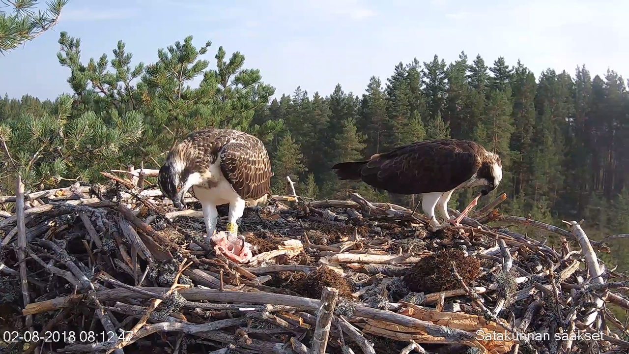 Satakunnan sääkset (Osprey Cam in Finland) - #sääksilive 3-7-21 