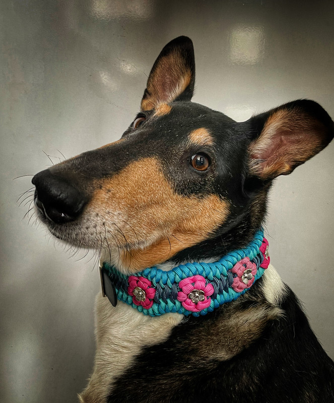 0CFBAFD6-1D77-40B9-B307-6758E3253871