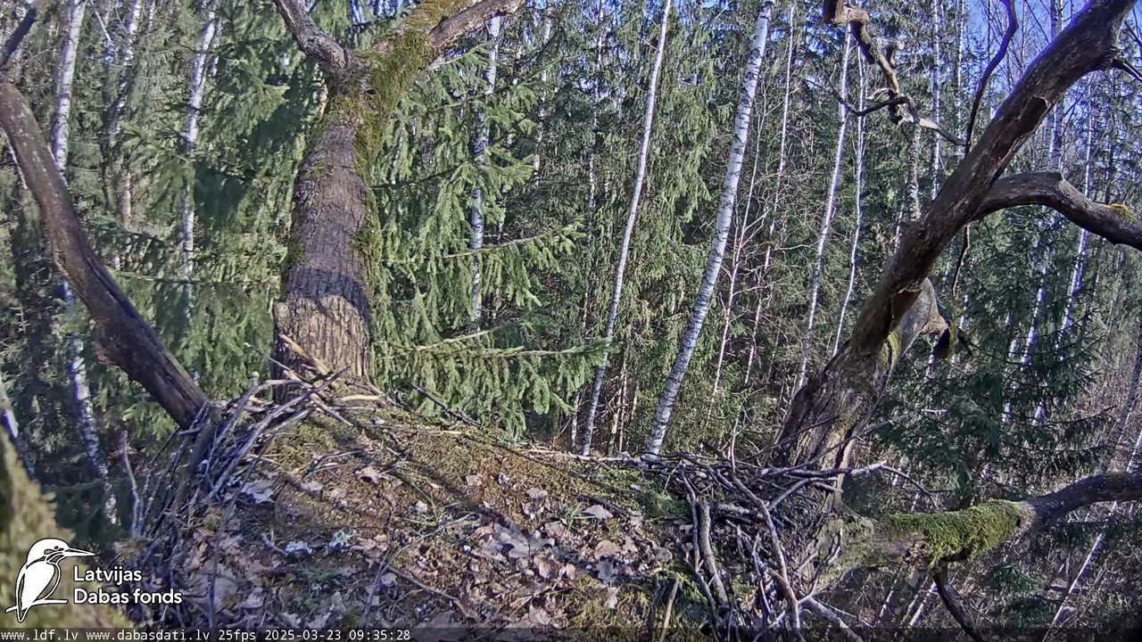 Melnais stārķis (Ciconia nigra) Ogres novadā - LDF tiešraide 13-35-58 screenshot