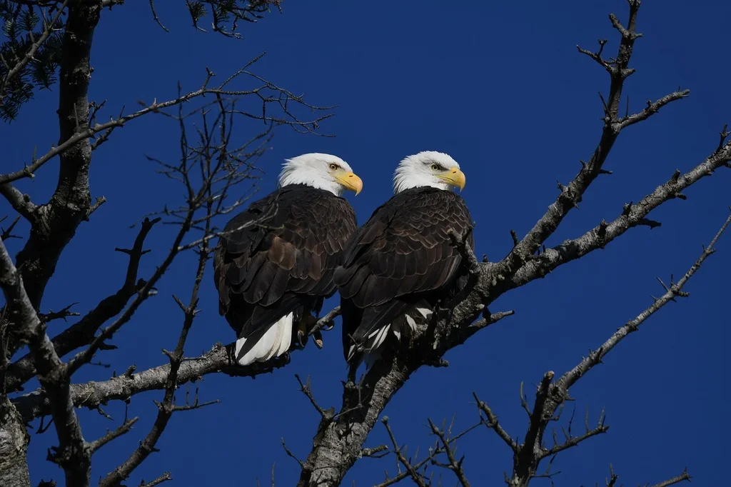 B-W-bald-eagles-8493350-1280.webp