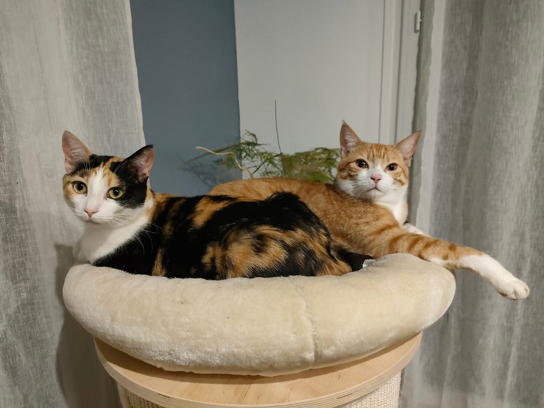 sybelle smyley 282183849_1446575872471024_3651681961123141245_n