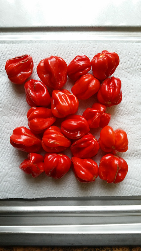 scotch-bonnet.jpg