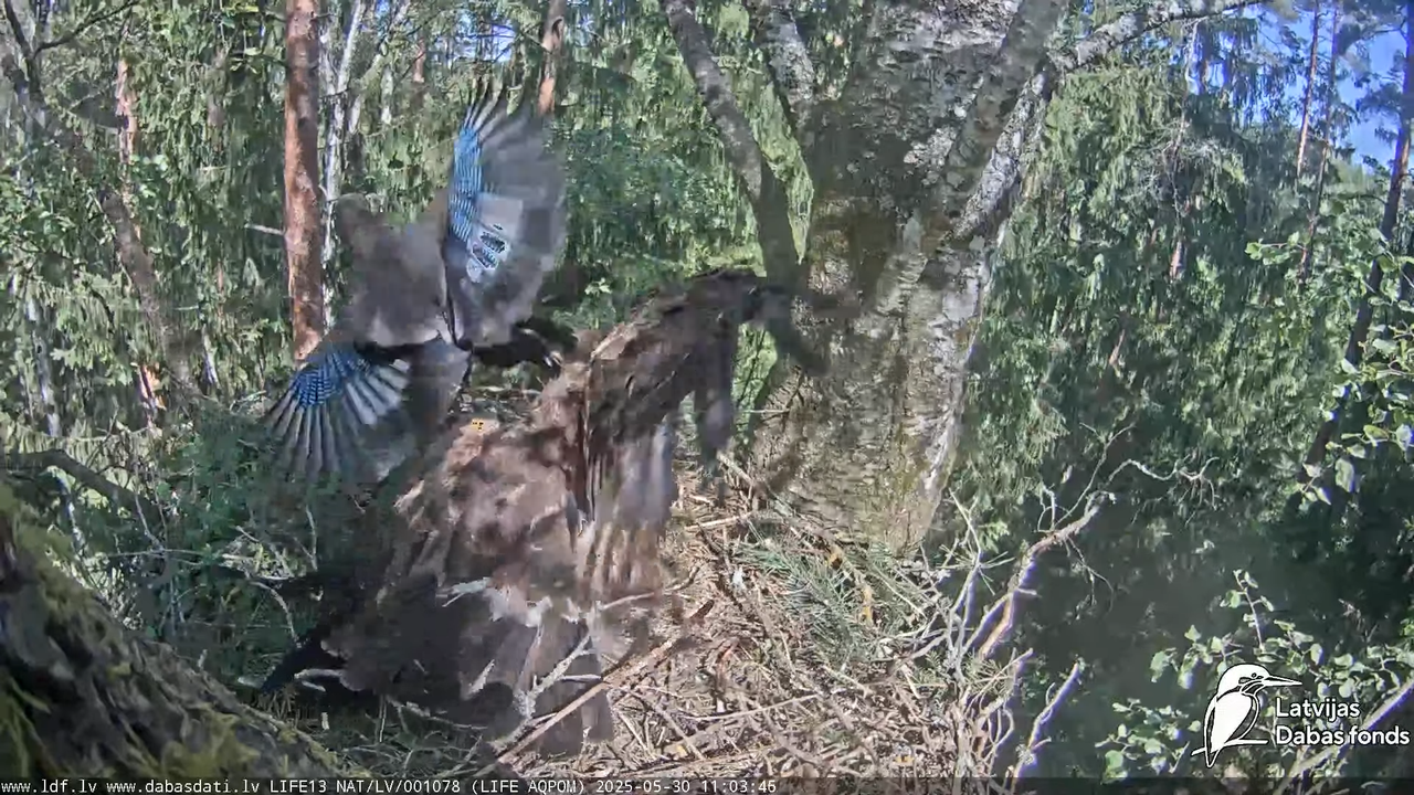 Mazais ērglis (Clanga pomarina), ligzda bērzā 17-21-36 screenshot (2)