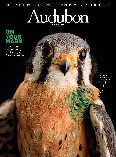 Audubon - Spring / 2023