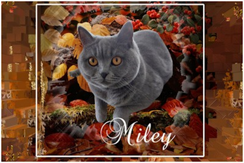 thumbnail-MILEYtje-2.png