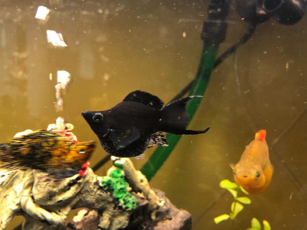 WhatsApp Image 2019-11-02 at 14.40.50(1)