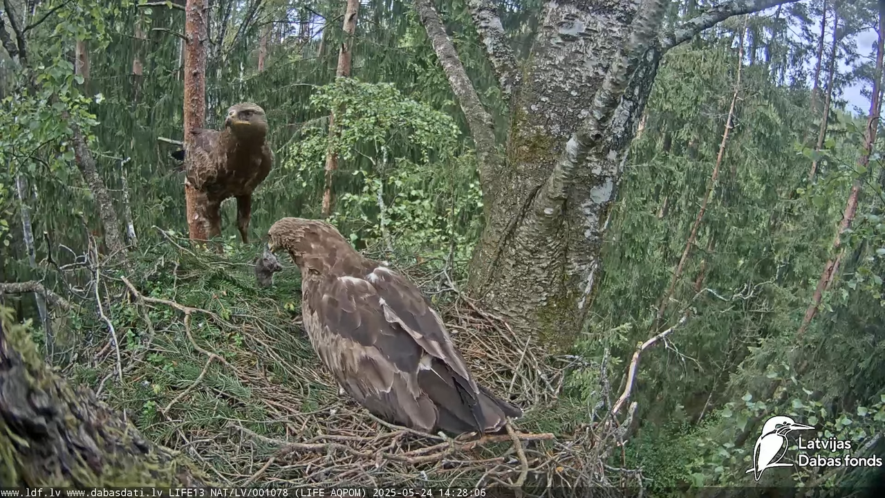 Mazais ērglis (Clanga pomarina), ligzda bērzā 14-50-41 screenshot