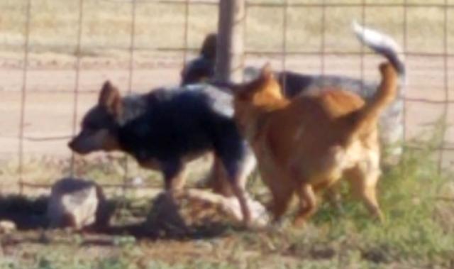 [Image: 06-Bear-Pee.jpg]