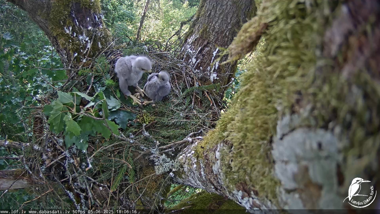 Melnās klijas (Milvus migrans) Kurzemē_ peļu klijāni (Buteo buteo) 14-1-41 screenshot