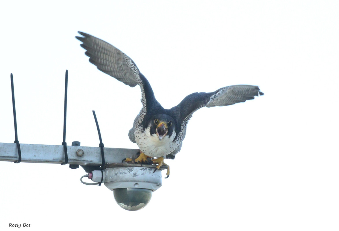 Slechtvalk VJ IMG 7243 — Postimages