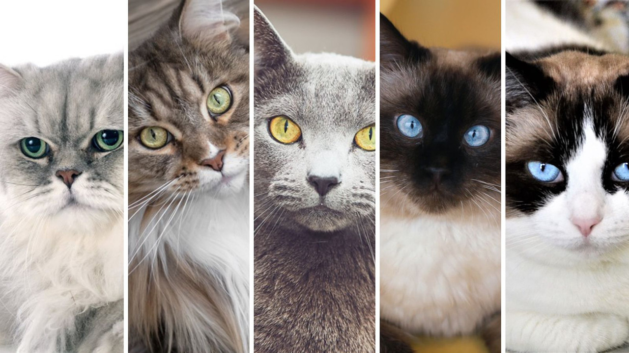 Test de personalidad, ¿Qué gato te gusta más?
