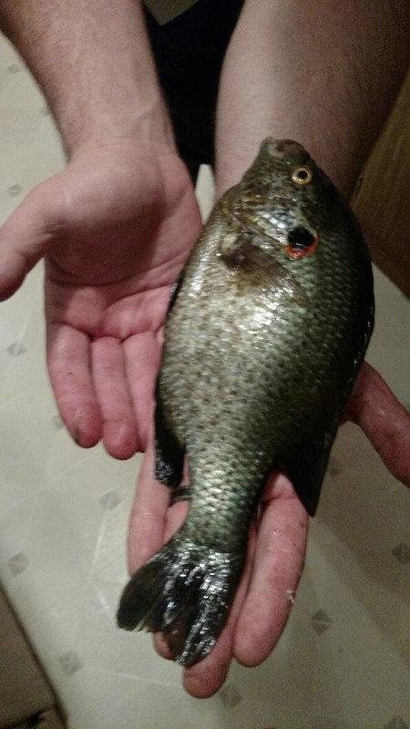 IMG952017051995215646570