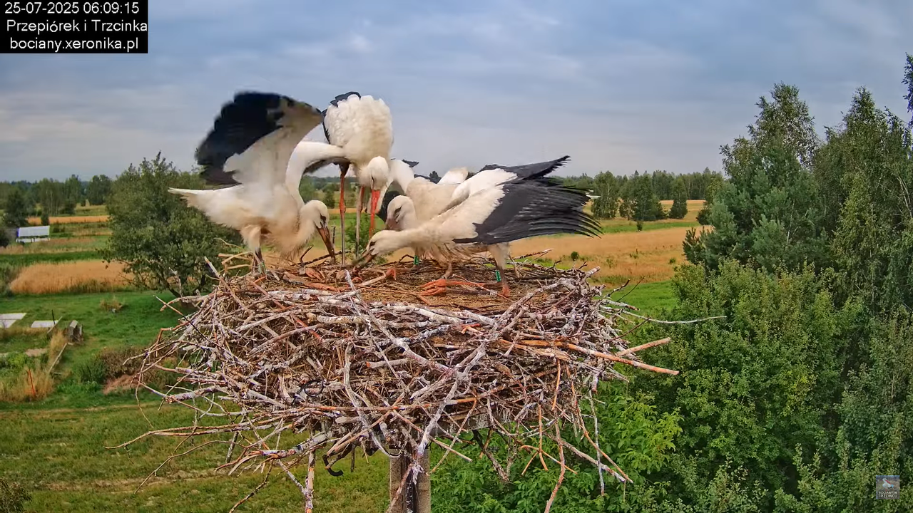25072025bociany14