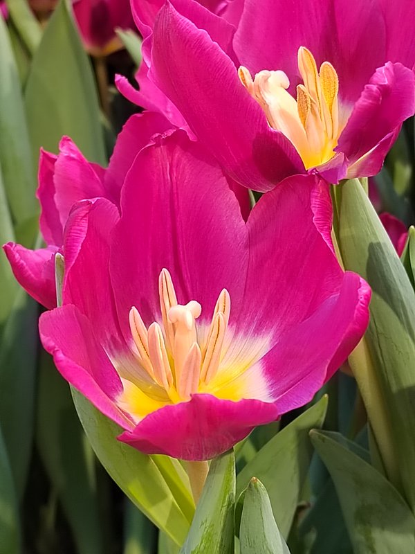 https://i.postimg.cc/wvhfT1m7/16-IMG-20250306-152428.jpg